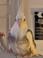 2 Times, Will Atkinson