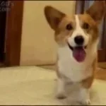 dog clicker