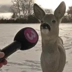 pongase serio ciervo pongase serio siervo - Sound