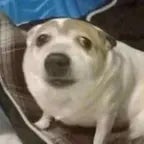 Mili Through Patches of Violet [Limbus Company] Mili (copy) - Sound