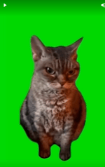 猫ミーム素材怒る猫 - Sound