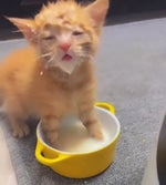 Buff Lucio or Else! Overwatch2 bomboclat