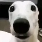 scared dog