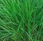 Le monstre de lherbe