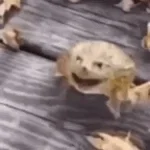 frog laugh