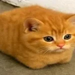 shes sweet shes sweet i can swear (copy)