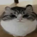 what u need - lungskull