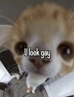 Five nights at freddys