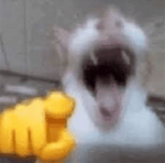 Cat Laugh (Meme)
