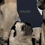 🔊 Efecto de Sonido Perro Bebiendo Agua 🐶