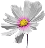 Undertaker Bell Sound Effect