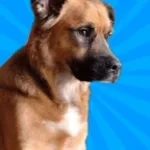 an then he killed the dog