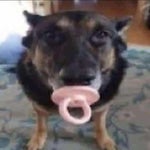 cachorro chupetao aCfcCMh