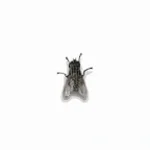 flys song