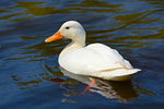 Quack Sound Effect - Sound