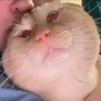 Ishowspeed “YOU YOUR GOING TO DIE😂”