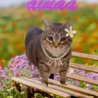 OIIA Cat x Pretty Little Baby
