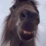 walilem konia przez chwile