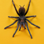 Spider Dance