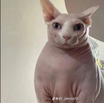 Told you …#alpha #wolf #roblox #funny #viral #fyp - Sound