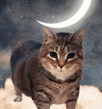 Oia Oia Cat - Yung Kai Blue cover