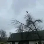 chicken-on-tree-screaming FREE MIC V