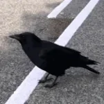 Crow slowed