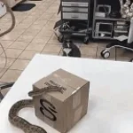 and thats a clip snake