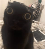 IM going to kill your family