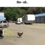 chicken scream
