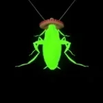 Dancing Cockroach