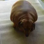 KNEE GUARD! (copy) - Sound