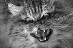 No more treats