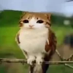 femboychikastolfo - Sound