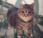 OiaCat Gangnam Style