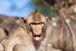 Angry Monkey Sound Effect ProSounds