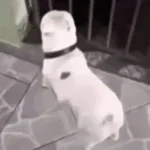 Whiny dogphonk😱 (copy)