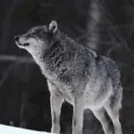 wolf howling