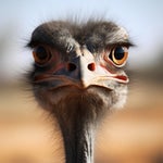 Ostrich