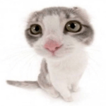 he was running from a cop car hood irony