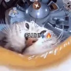 pluh cat