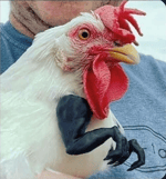 dont shoot that thing at me