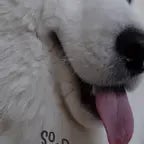 cute doggy breathing