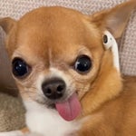 Chicken nugget mannen