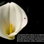Calla Cachera