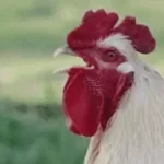 Kukeleku! Haanmevrouw wilt graag een handtekening!