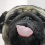 Zartmann - übersteuert (copy)