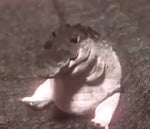 ninja fallen kingdom