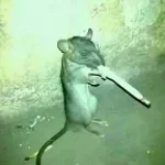 Black Ops 3 The Giant - Linking the Teleporters Music