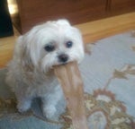 Dogger Likes Those Guys